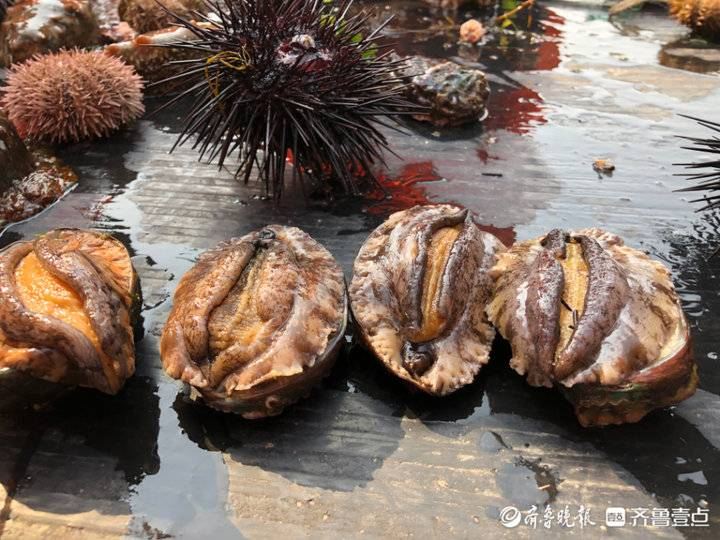 藏在大海深處的煙臺(tái)南隍城島為何被譽(yù)為“中國(guó)鮑魚島”