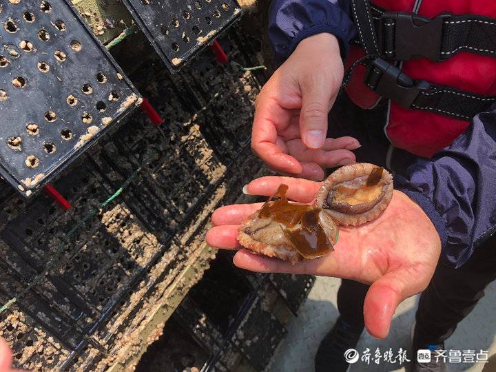 吃出口級海帶長大！“國鮑1號”上可養(yǎng)120噸類野生鮑魚