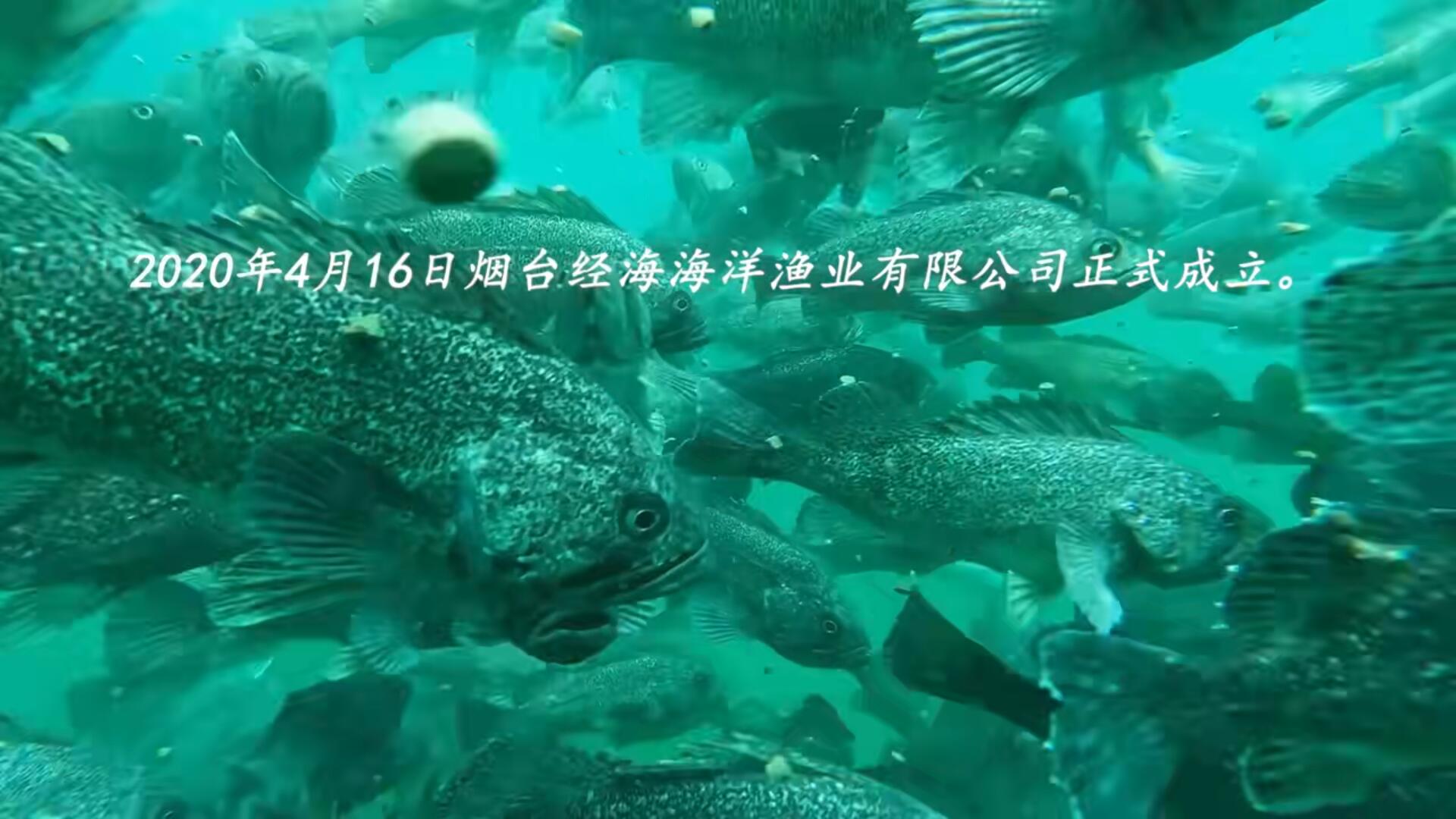 同舟四載，藍(lán)海揚(yáng)帆！慶祝經(jīng)海漁業(yè)成立四周年！